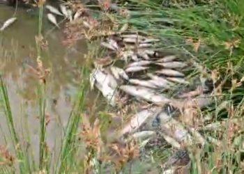 Ribuan Ikan Mati Diduga Akibat ePP Prodak PT. EJI Mengandung Racun