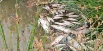 Ribuan Ikan Mati Diduga Akibat ePP Prodak PT. EJI Mengandung Racun