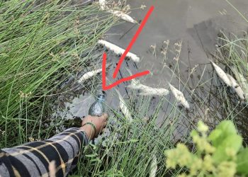 Ribuan Ton ePP PT. EJI Diduga Cemarkan Lingkungan Hingga Sebabkan Ribuan Ekor Ikan Mati, Dinas LH Dumai Tutup Mata