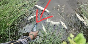 Ribuan Ton ePP PT. EJI Diduga Cemarkan Lingkungan Hingga Sebabkan Ribuan Ekor Ikan Mati, Dinas LH Dumai Tutup Mata