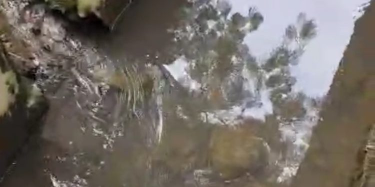 Limbah Kandang Lembu Dibuang ke Parit Ternyata Tidak Benar