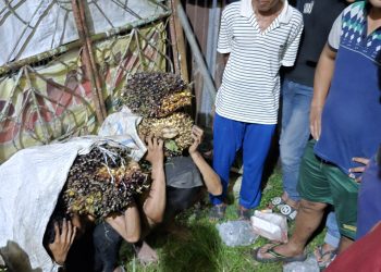 Terduga Pencuri Sawit Diamankan Polisi Dari Amukan Massa
