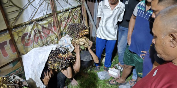 Terduga Pencuri Sawit Diamankan Polisi Dari Amukan Massa