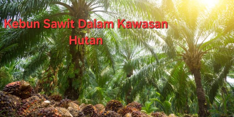 Terjadi Kegelisahan Dilevel Pekebun Sawit, Buruh Ketar-ketir Khawatir Akan Ada PHK Massal