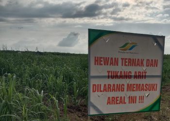 Soal Larangan Pencari Rumput Masuk Areal Kebun, Ini Penjelasan Manager Kebun Kwala Madu