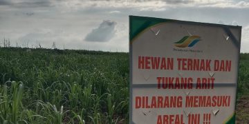 Soal Larangan Pencari Rumput Masuk Areal Kebun, Ini Penjelasan Manager Kebun Kwala Madu