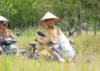 Bupati Syah Afandin Dorong Kemandirian Benih Padi di Langkat, Panen Inpari 33 Sukses