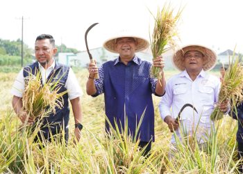 Syah Afandin Gerak Cepat Dukung Ketahanan Pangan Presiden Lewat Panen Padi Organik