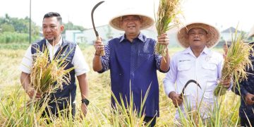 Syah Afandin Gerak Cepat Dukung Ketahanan Pangan Presiden Lewat Panen Padi Organik