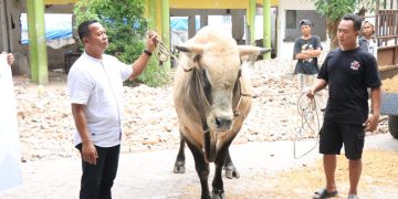 Wali Kota Binjai Serahkan Bantuan Sapi Kurban dari Presiden RI 