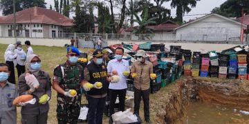 Pemusnahan Buah Mangga Ilegal Asal Thailand Digelar di Medan, Dandenpom I/5 Turut Hadir
