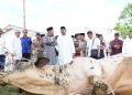 12 Sapi Qurban dari Bupati Syah Afandin, Wujud Nyata Kepedulian untuk Warga Langkat