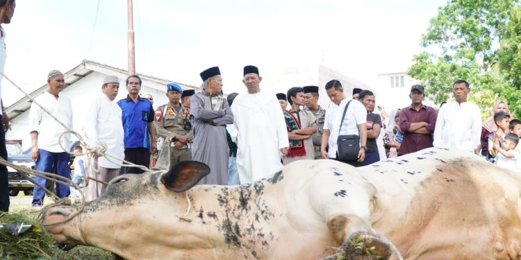 12 Sapi Qurban dari Bupati Syah Afandin, Wujud Nyata Kepedulian untuk Warga Langkat
