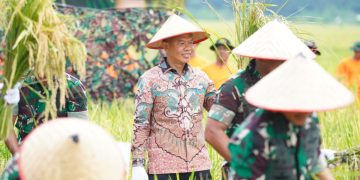 Pemkab Langkat Dukung TNI Perkuat Ketahanan Pangan Lewat Panen Raya di Deli Serdang