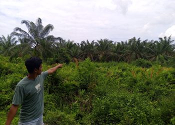 Polda Sumut Didesak Tangkap Pelaku Kasus Alih Fungsi Hutan Mangrove Jadi Perkebunan Sawit di Langkat