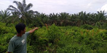 Polda Sumut Didesak Tangkap Pelaku Kasus Alih Fungsi Hutan Mangrove Jadi Perkebunan Sawit di Langkat