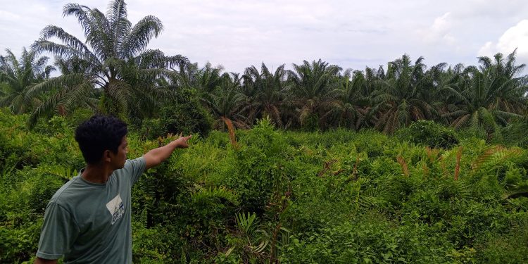 Polda Sumut Didesak Tangkap Pelaku Kasus Alih Fungsi Hutan Mangrove Jadi Perkebunan Sawit di Langkat