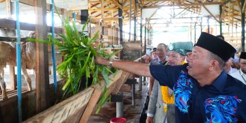 Syah Afandin Targetkan Balai Ternak Baznas Hingga ke Kecamatan untuk Bangkitkan Ekonomi Masyarakat