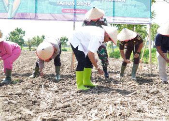 Bupati Syah Afandin Dukung Penanaman Jagung Serentak Kuartal IV untuk Perkuat Ketahanan Pangan Langkat
