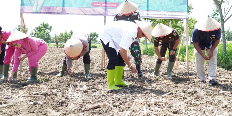 Bupati Syah Afandin Dukung Penanaman Jagung Serentak Kuartal IV untuk Perkuat Ketahanan Pangan Langkat
