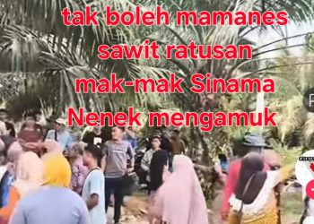 Viral! Rekaman Video Mak-Mak Histeris Teriak “Pak Prabowo, Kebun Kami Dirampas!” di Sinama Nenek