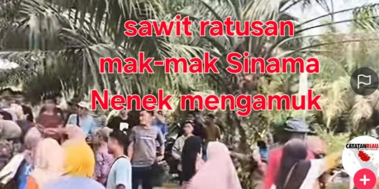 Viral! Rekaman Video Mak-Mak Histeris Teriak “Pak Prabowo, Kebun Kami Dirampas!” di Sinama Nenek