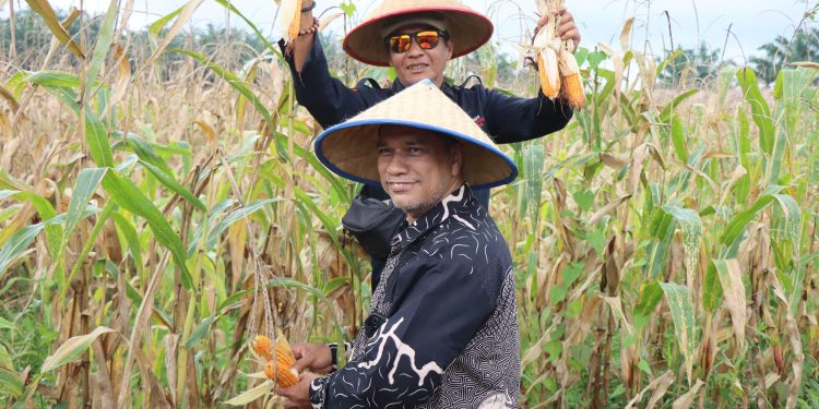 Perkuat Ketahanan Pangan, Pemko Binjai Ikuti Panen Raya Jagung Serentak Nasional