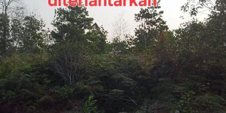 Ganti Rugi Ratusan Hektar Lahan Kawasan Hutan Tanjung Leban Diterlantarkan di Laporkan Ke Polda Riau