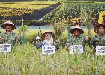 Plt. Bupati Tiorita Dampingi Pangdam I/BB Panen Raya TNI, Perkuat Swasembada Pangan