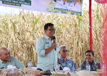 Panen Jagung di Tunggurono Perkuat Ketahanan Pangan dan Penghasilan Petani Binjai
